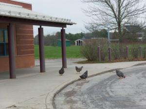 School chickens